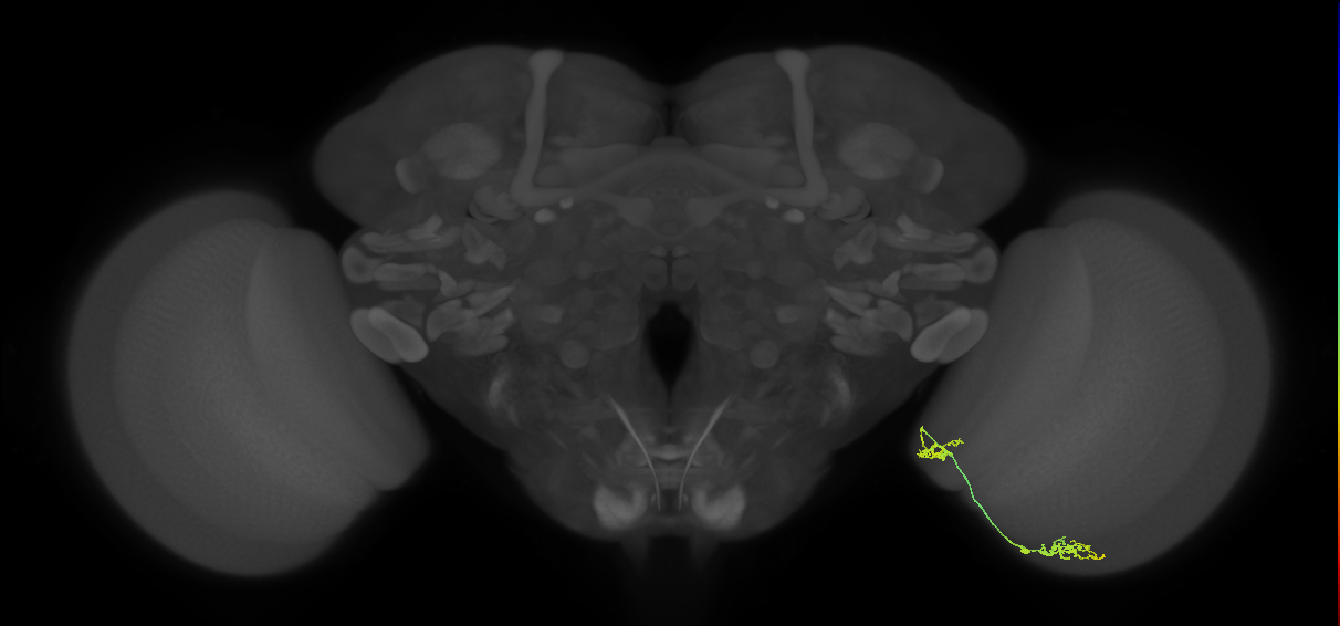 Tm30_R (MaleCNS:102634)