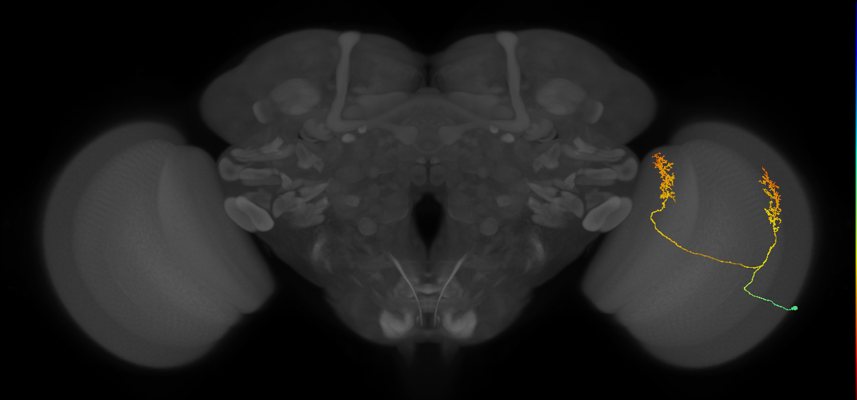 Tm30_R (MaleCNS:45144)