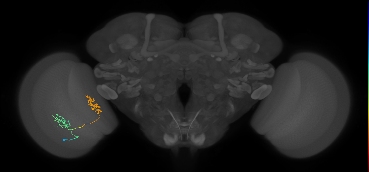 Tm30_L (MaleCNS:520399)