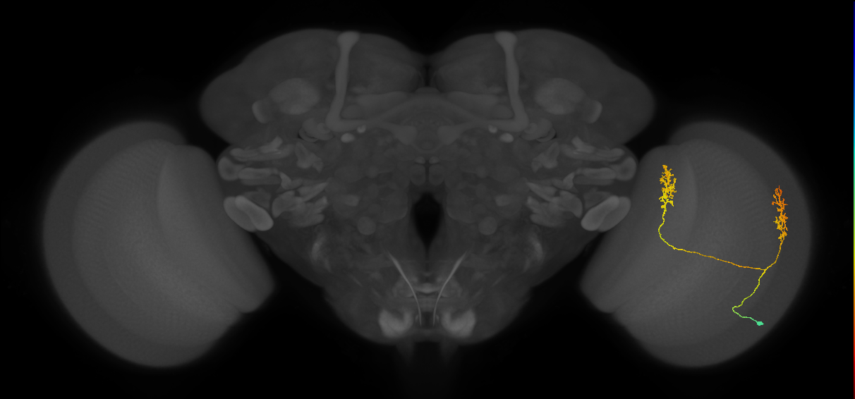 Tm30_R (MaleCNS:48049)