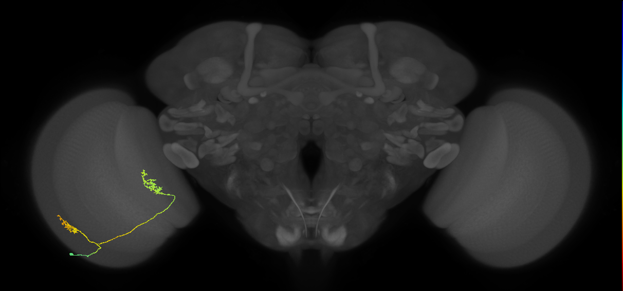 Tm30_L (MaleCNS:855431770)