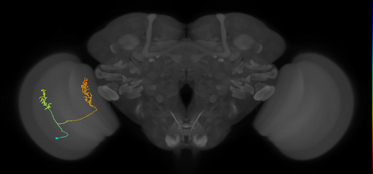 Tm30_L (MaleCNS:514497)