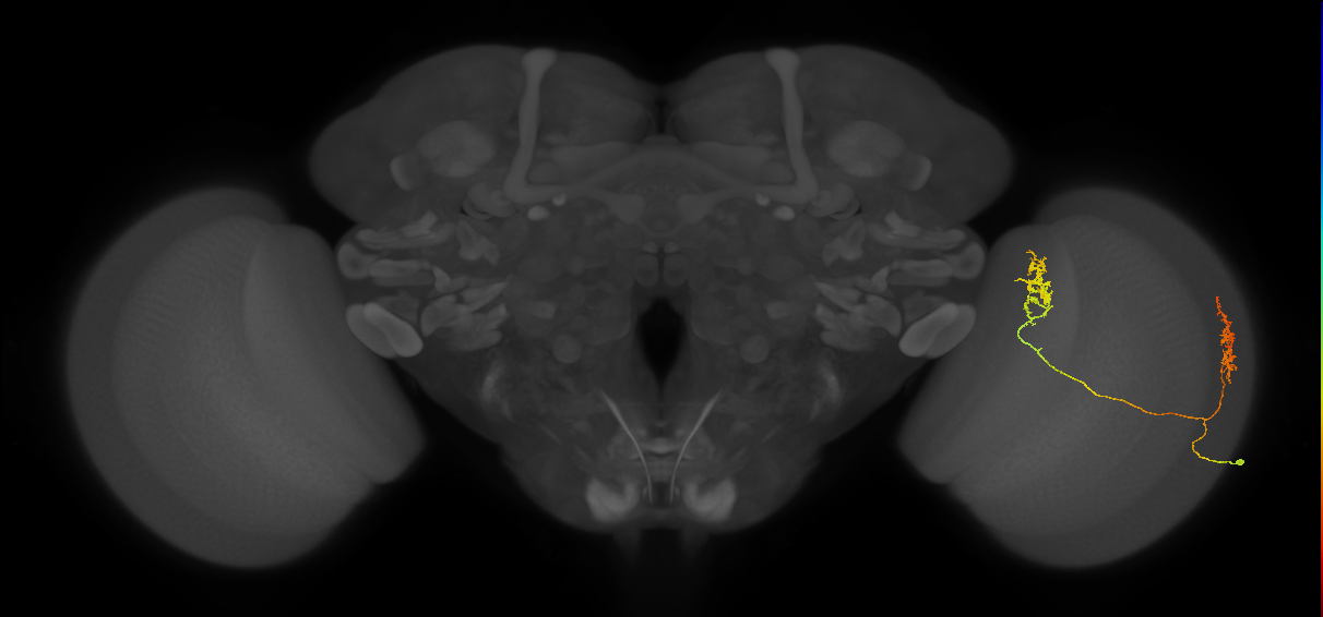 Tm30_R (MaleCNS:54946)