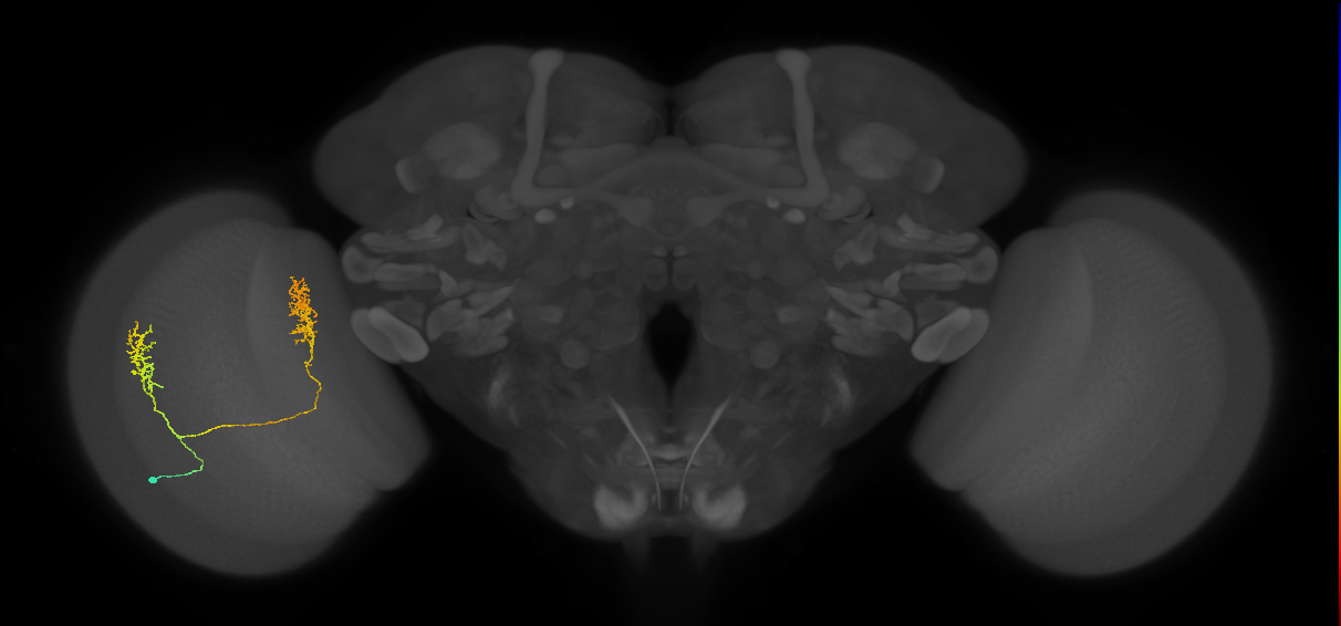 Tm30_L (MaleCNS:29841)