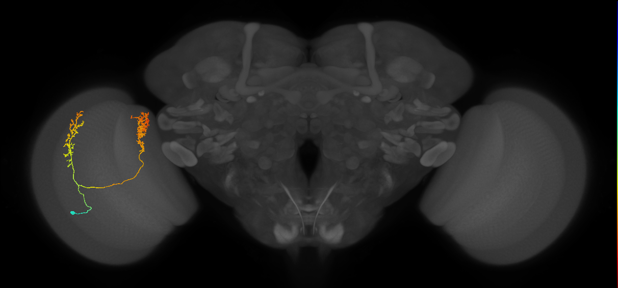 Tm30_L (MaleCNS:50656)
