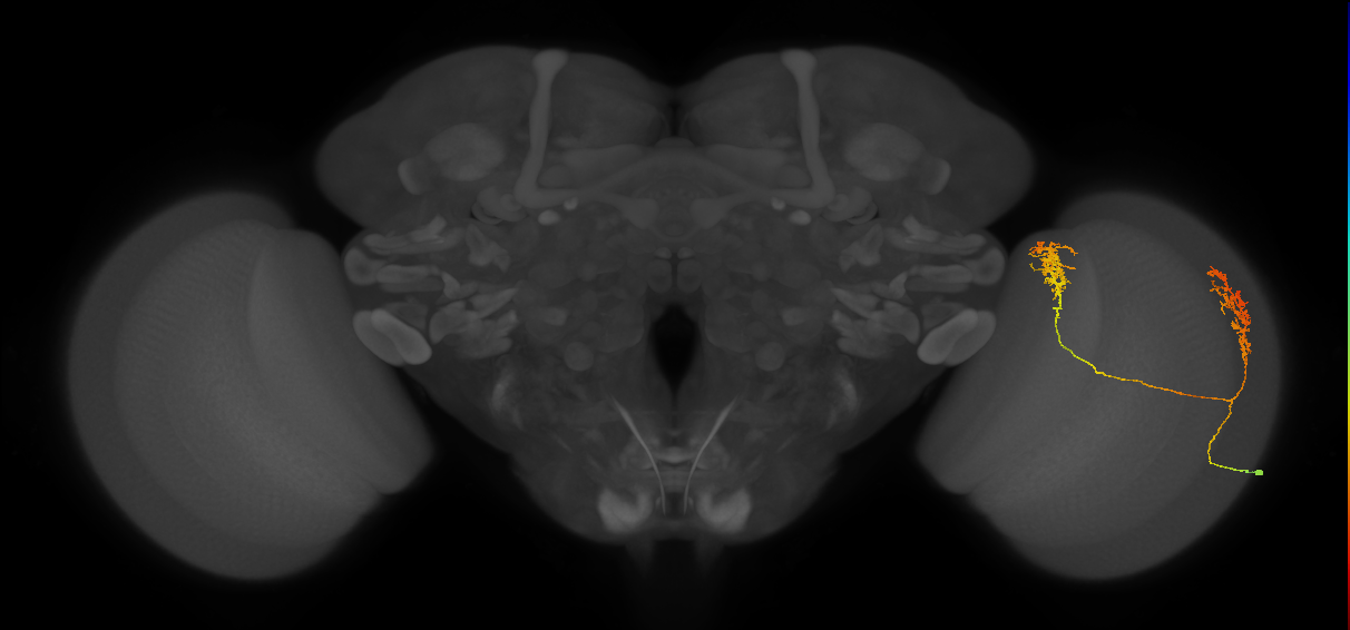 Tm30_R (MaleCNS:39052)