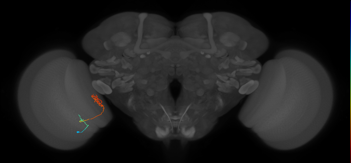 Tm30_L (MaleCNS:103679)