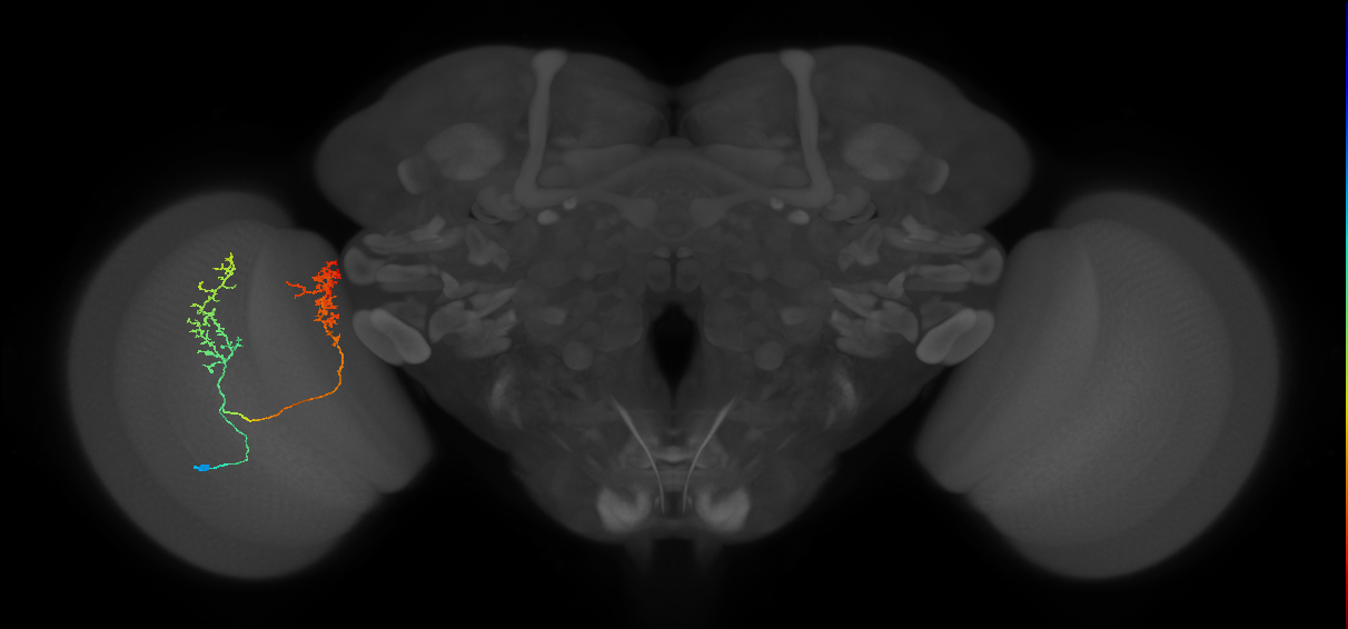 Tm30_L (MaleCNS:517204)