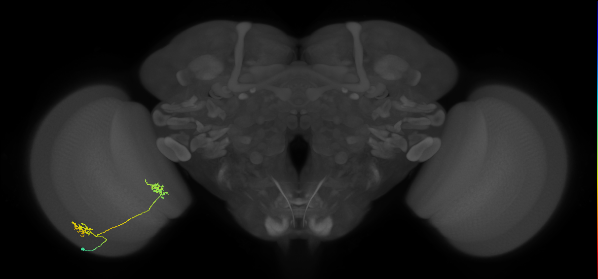 Tm30_L (MaleCNS:541720)