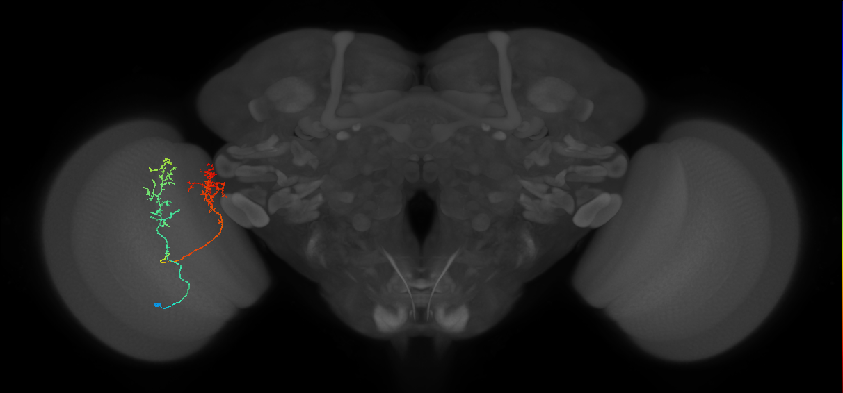 Tm30_L (MaleCNS:29897)