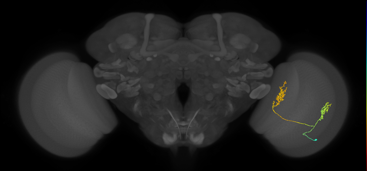 Tm30_R (MaleCNS:45900)