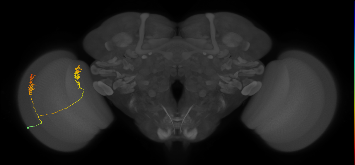 Tm30_L (MaleCNS:543496)