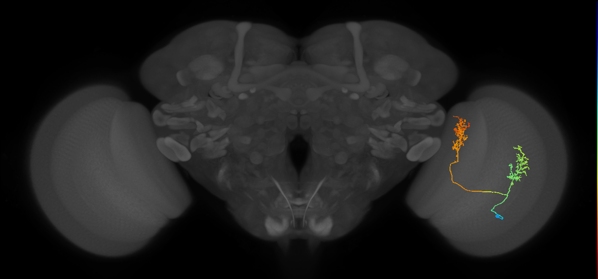 Tm30_R (MaleCNS:40895)