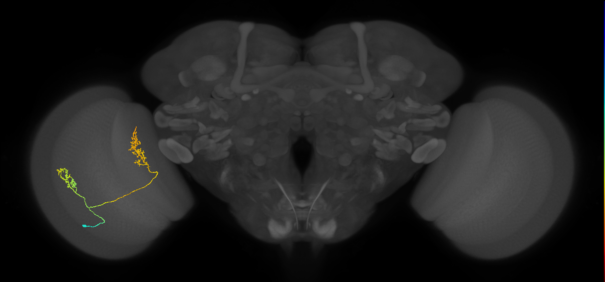 Tm30_L (MaleCNS:29025)