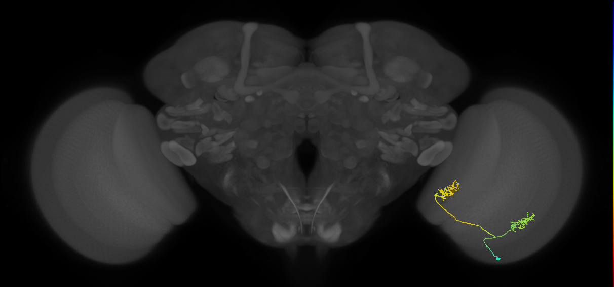 Tm30_R (MaleCNS:66794)
