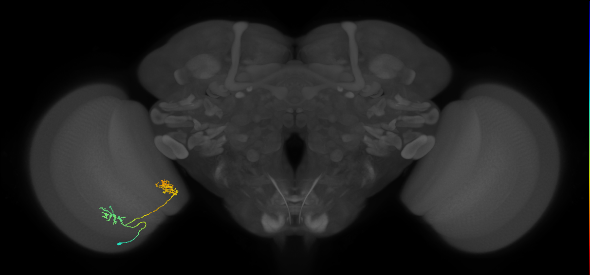Tm30_L (MaleCNS:67941)
