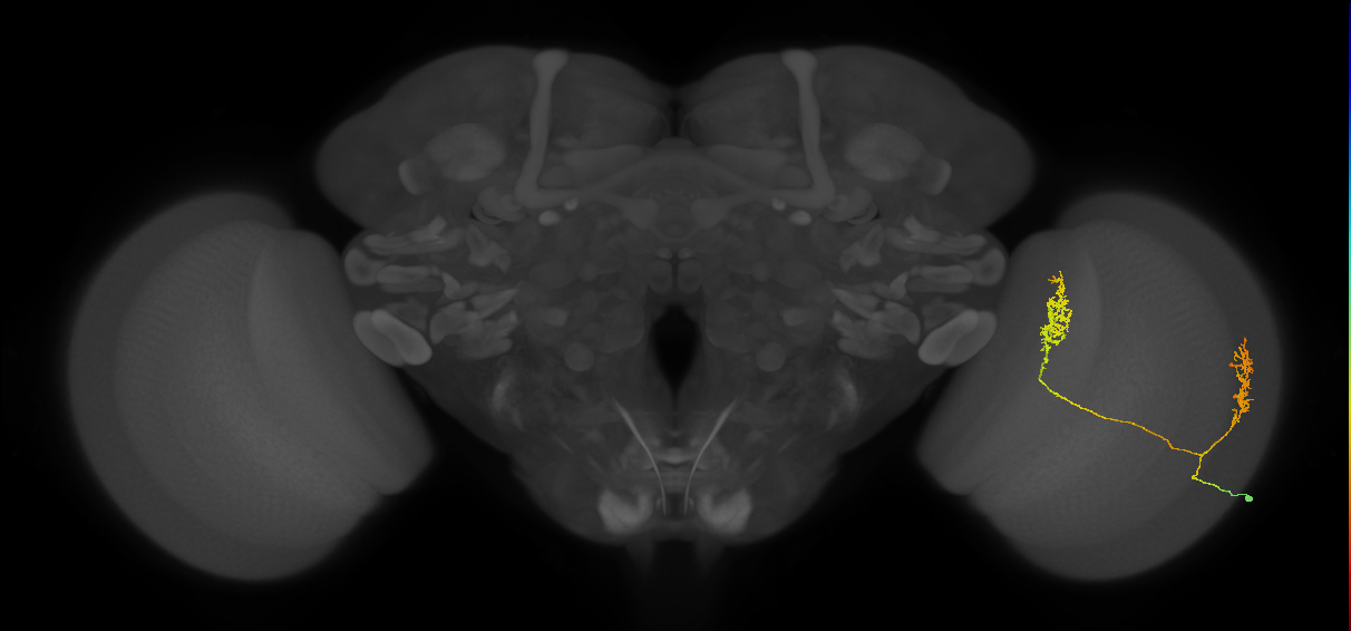 Tm30_R (MaleCNS:47034)