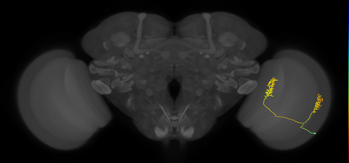 Tm30_R (MaleCNS:46083)