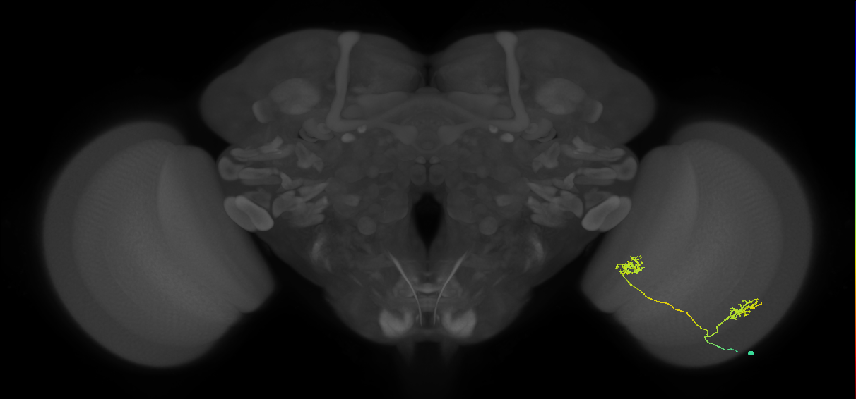 Tm30_R (MaleCNS:65622)