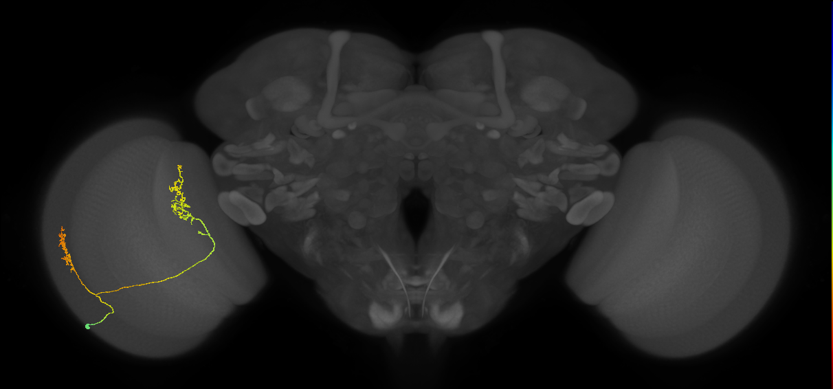 Tm30_L (MaleCNS:83120)