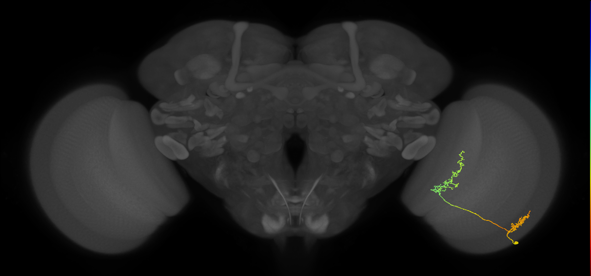 Tm30_R (MaleCNS:56154)