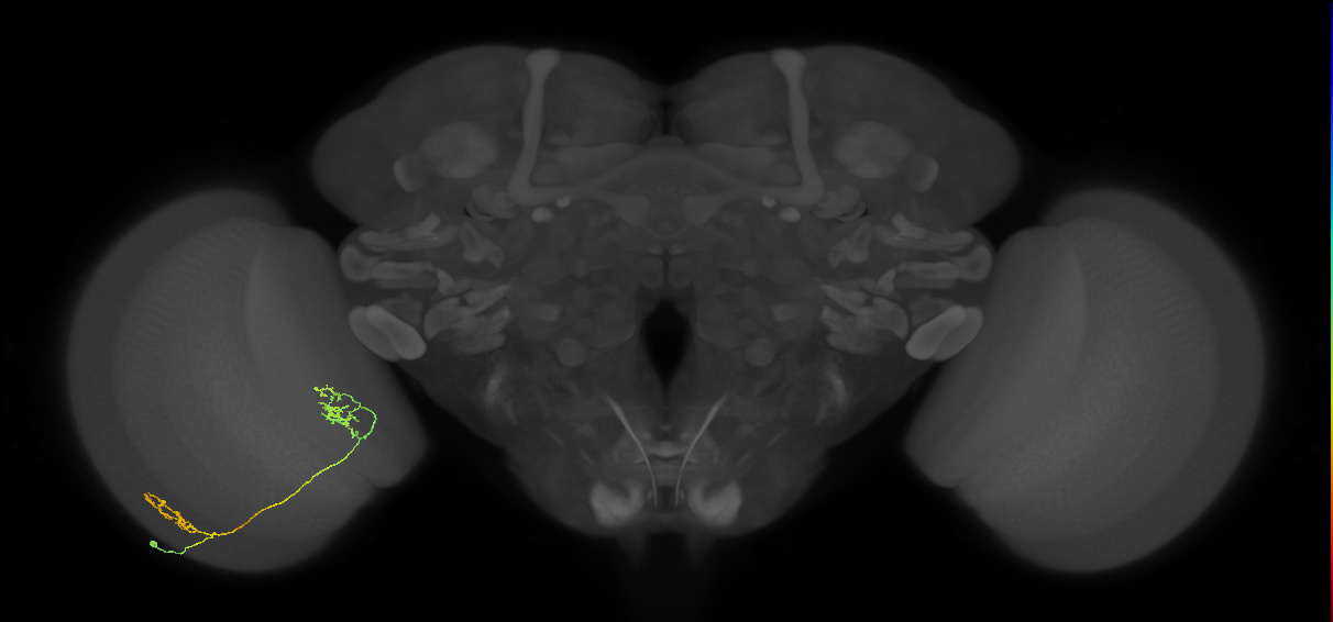 Tm30_L (MaleCNS:513252)