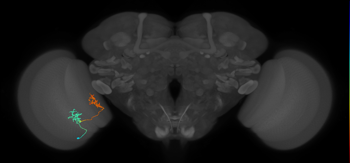 Tm30_L (MaleCNS:63638)