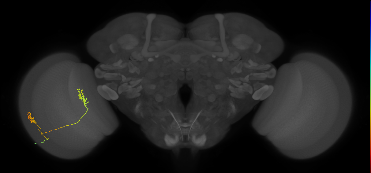 Tm30_L (MaleCNS:544947)