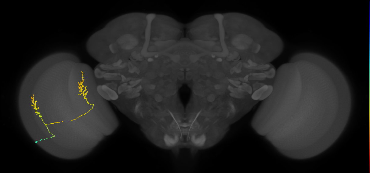 Tm30_L (MaleCNS:534658)