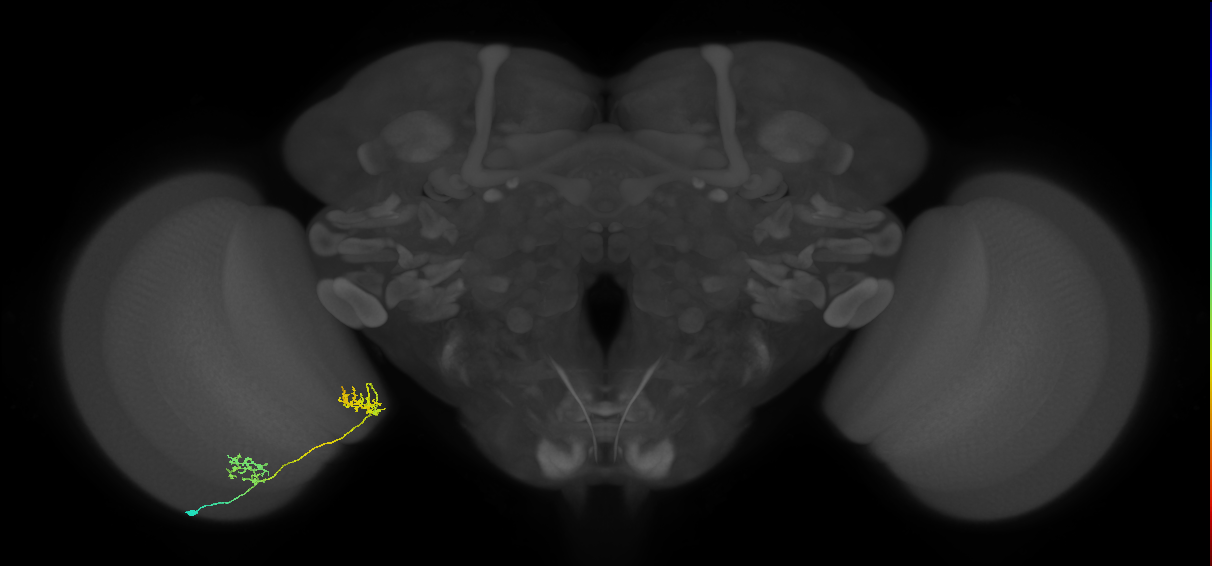 Tm30_L (MaleCNS:543241)