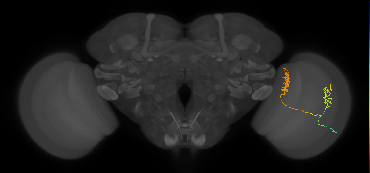 Tm30_R (MaleCNS:41502)