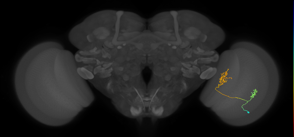 Tm30_R (MaleCNS:61191)