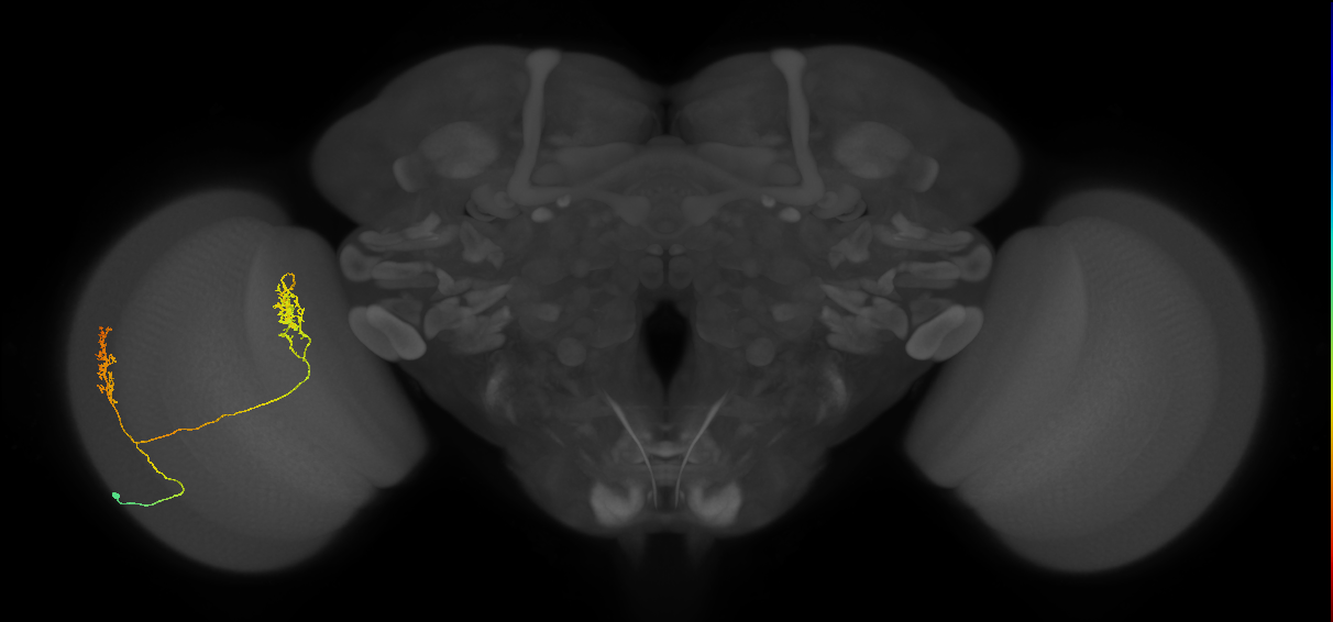 Tm30_L (MaleCNS:52692)