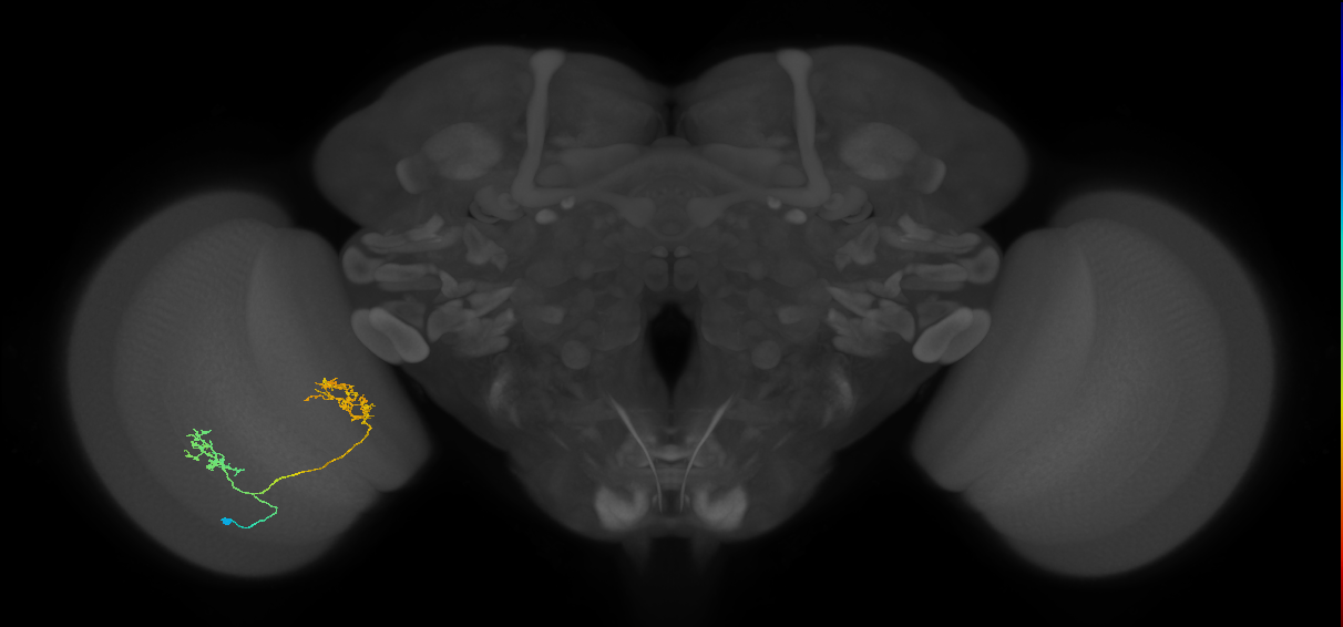 Tm30_L (MaleCNS:95622)
