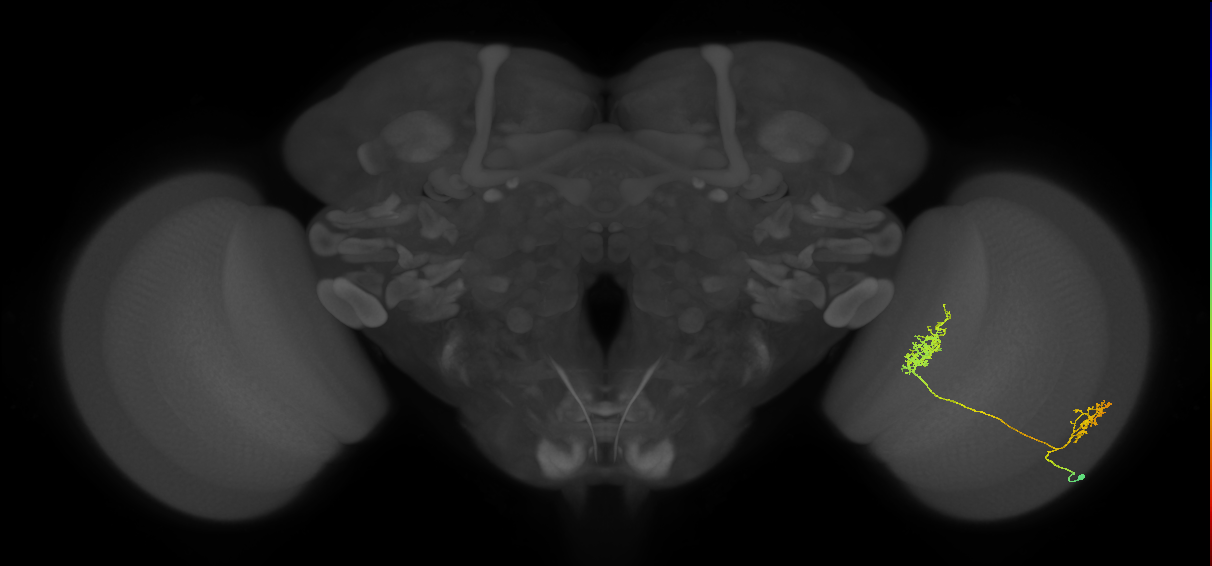 Tm30_R (MaleCNS:53892)