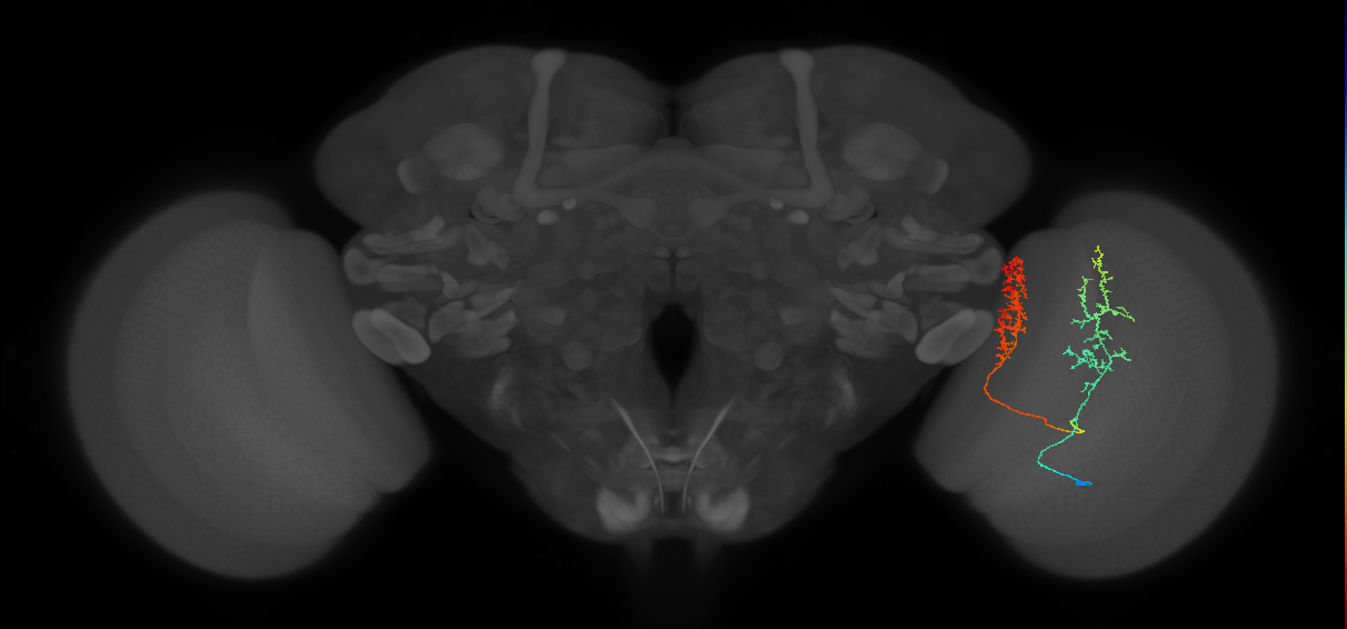Tm30_R (MaleCNS:40860)