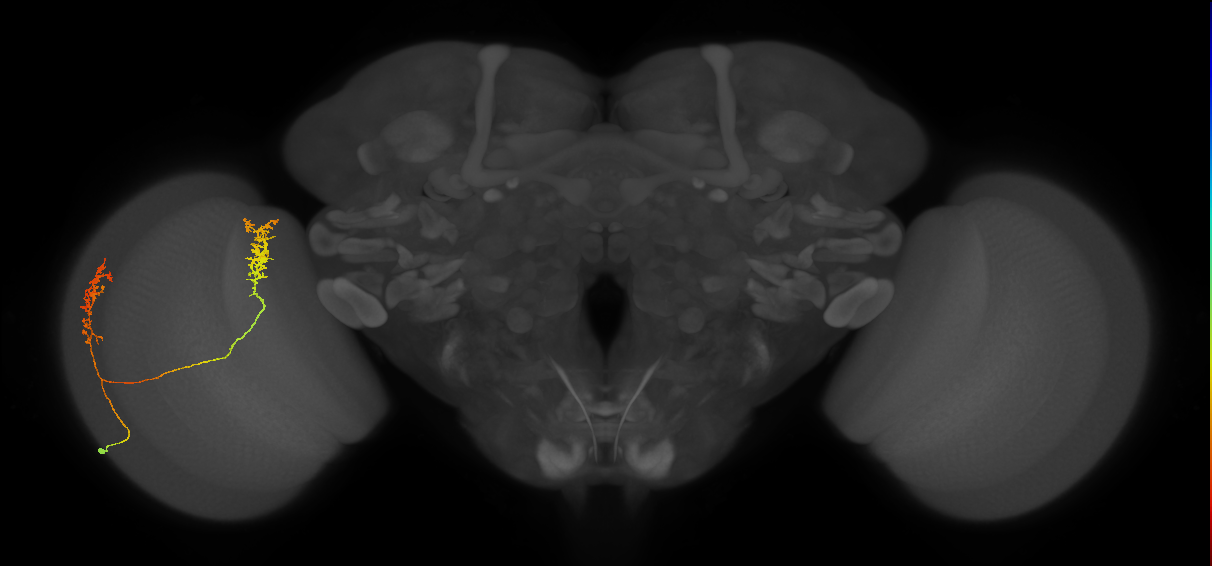 Tm30_L (MaleCNS:520347)