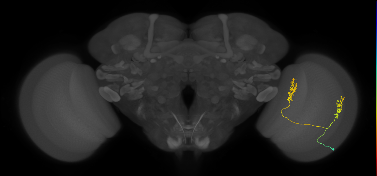 Tm30_R (MaleCNS:44181)