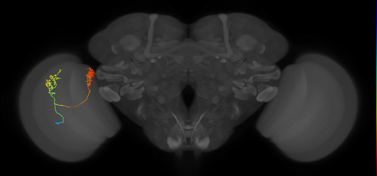 Tm30_L (MaleCNS:517124)