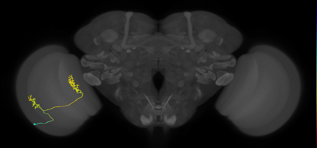 Tm30_L (MaleCNS:48697)
