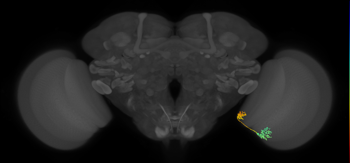 Tm30_R (MaleCNS:69557)