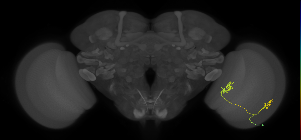 Tm30_R (MaleCNS:52802)
