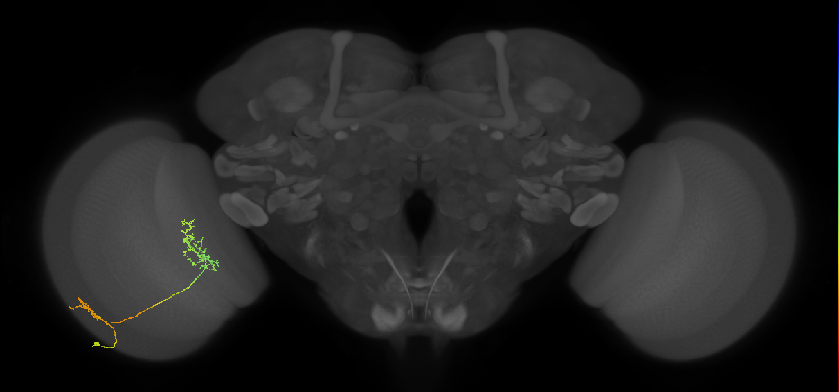 Tm30_L (MaleCNS:61021)