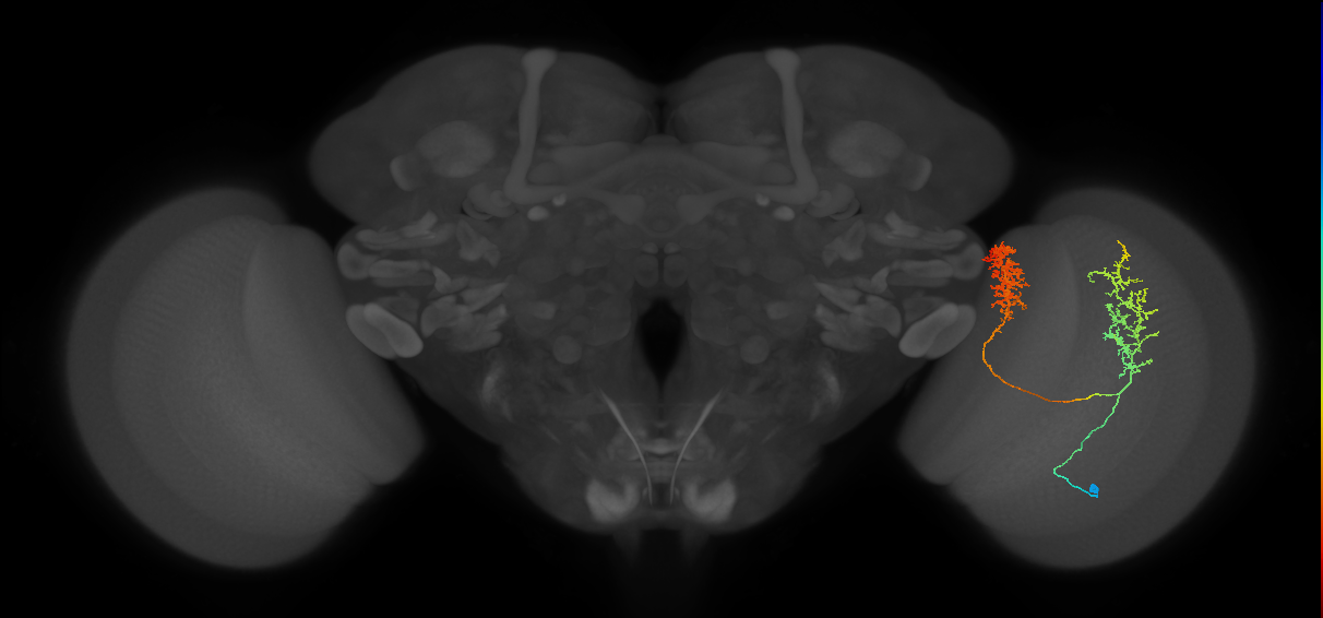 Tm30_R (MaleCNS:29245)