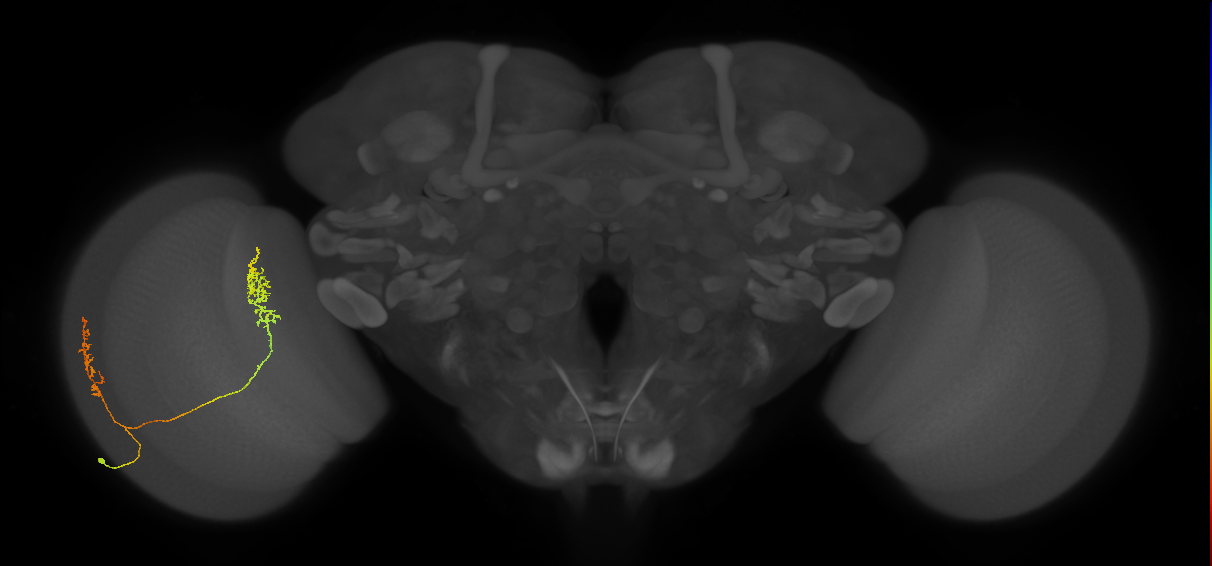 Tm30_L (MaleCNS:112845)