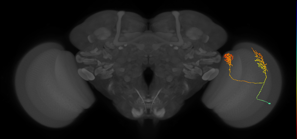 Tm30_R (MaleCNS:35054)
