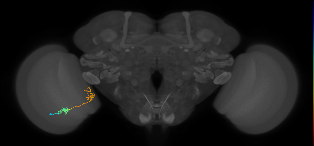 Tm31_L (MaleCNS:530302)