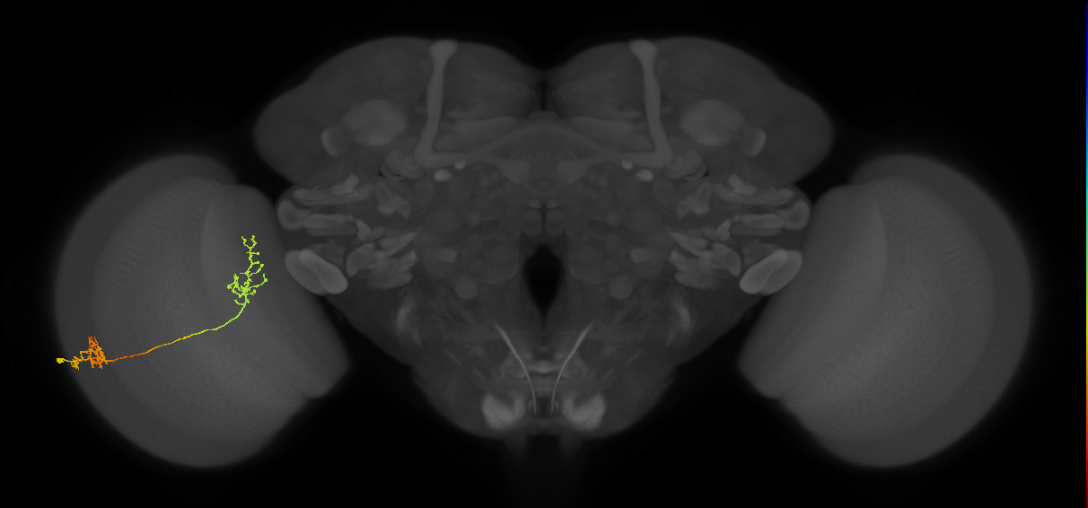 Tm31_L (MaleCNS:54667)