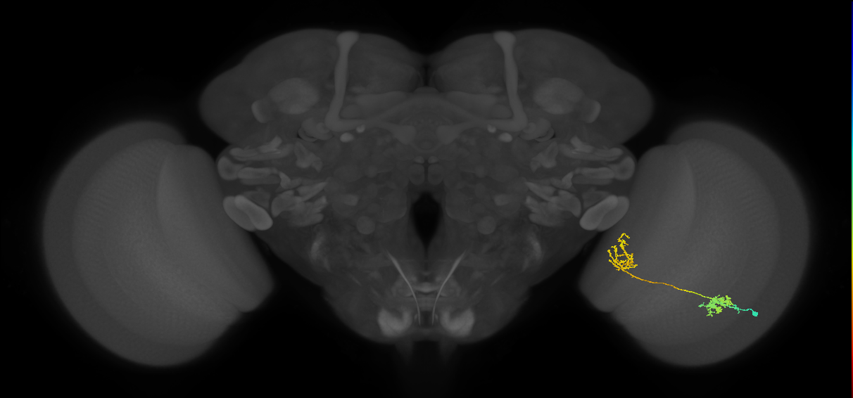 Tm31_R (MaleCNS:42740)
