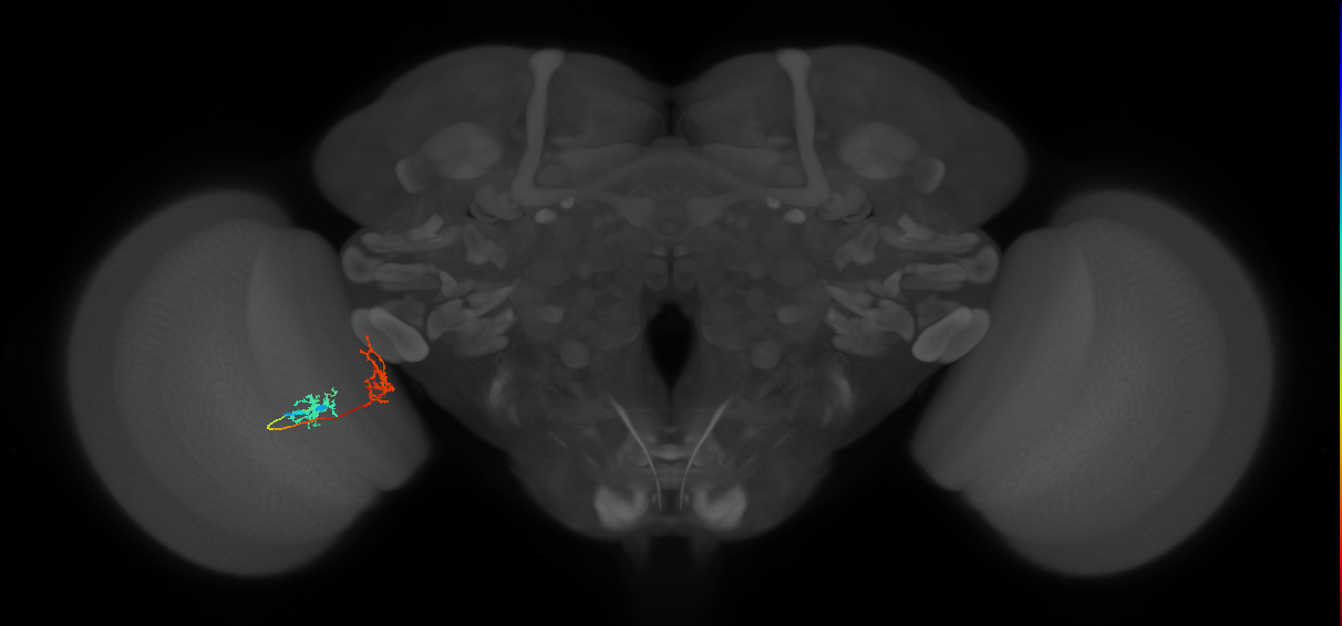 Tm31_L (MaleCNS:67954)